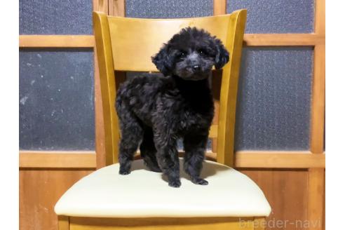 成約済の宮城県のティーカッププードル-345591の3枚目