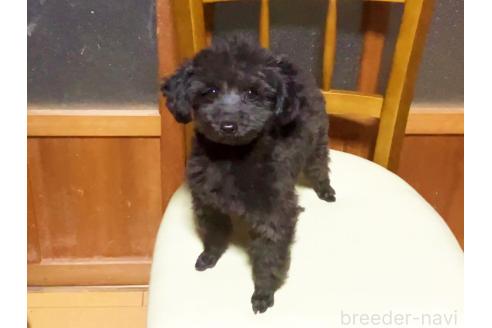 成約済の宮城県のティーカッププードル-345591の2枚目