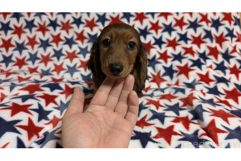 成約済の福岡県のミニチュアダックスフンド(ロングヘアード)-366418の3枚目