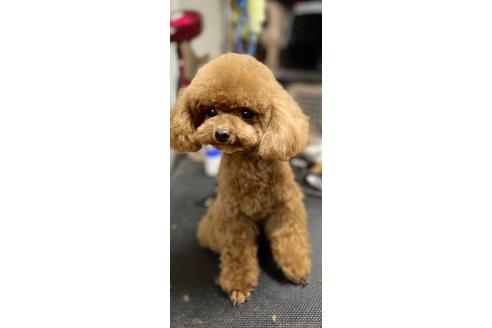 コタくん1枚目