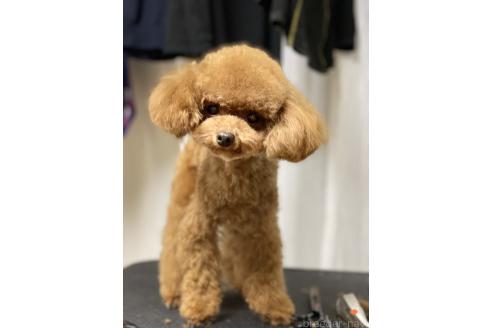 コタくん1枚目