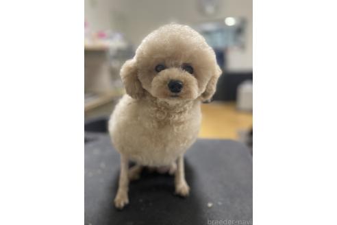 おもちちゃん1枚目