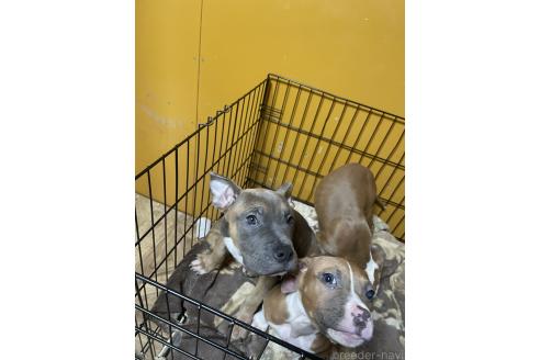 販売中の佐賀県のアメリカンピットブルテリア-347814の8枚目