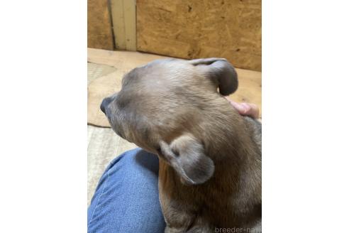 販売中の佐賀県のアメリカンピットブルテリア-347814の3枚目