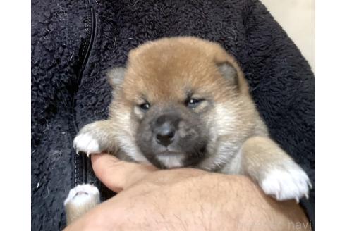 成約済の埼玉県の柴犬-371368の6枚目