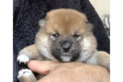 成約済の埼玉県の柴犬-371368の5枚目