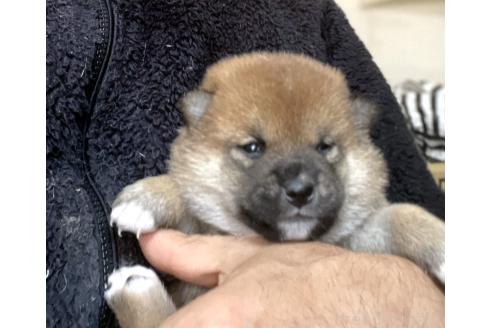 成約済の埼玉県の柴犬-371368の4枚目