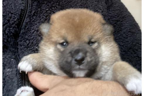 成約済の埼玉県の柴犬-371368の1枚目