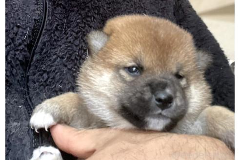 成約済の埼玉県の柴犬-371368の3枚目