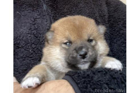 成約済の埼玉県の柴犬-371368の2枚目