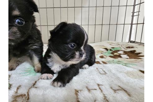 成約済の愛知県のミックス犬-371400の6枚目