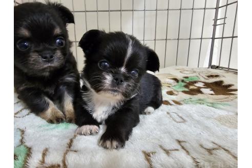 成約済の愛知県のミックス犬-371400の5枚目