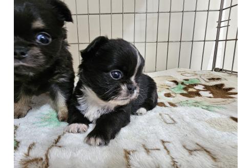 成約済の愛知県のミックス犬-371400の4枚目