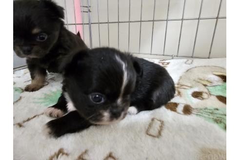 成約済の愛知県のミックス犬-371400の3枚目