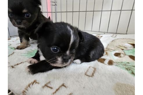 成約済の愛知県のミックス犬-371400の2枚目