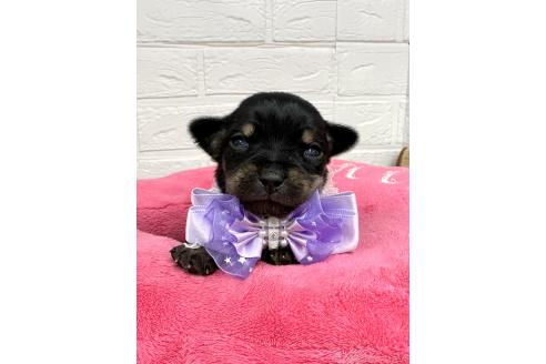 成約済の愛知県のミックス犬-371157の14枚目