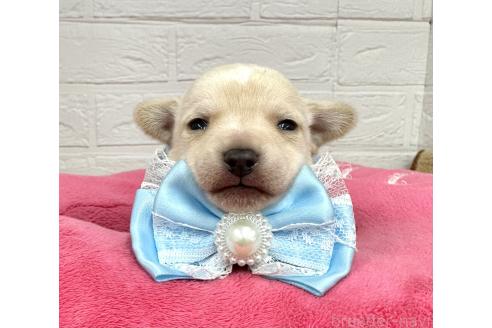 成約済の愛知県のミックス犬-371156の23枚目