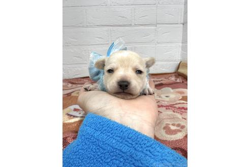 成約済の愛知県のミックス犬-371156の21枚目