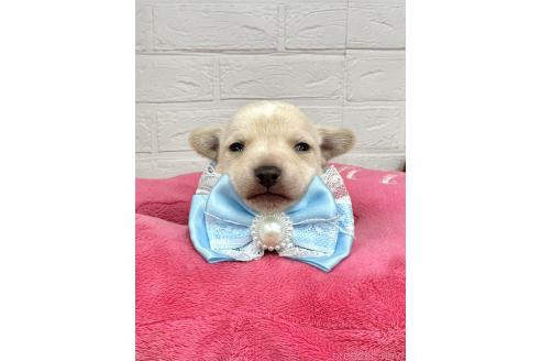 成約済の愛知県のミックス犬-371156の20枚目