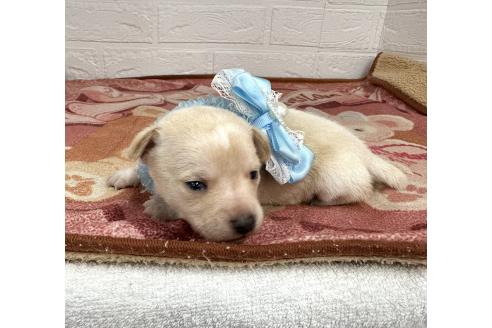 成約済の愛知県のミックス犬-371156の19枚目