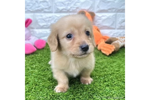 成約済の愛知県のミニチュアダックスフンド(ロングヘアード)-370250の1枚目