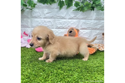 成約済の愛知県のミニチュアダックスフンド(ロングヘアード)-370250の5枚目