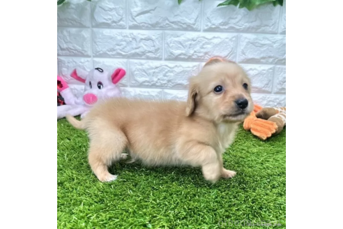 成約済の愛知県のミニチュアダックスフンド(ロングヘアード)-370250の4枚目