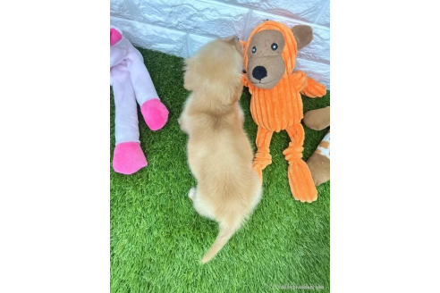 成約済の愛知県のミニチュアダックスフンド(ロングヘアード)-370250の2枚目