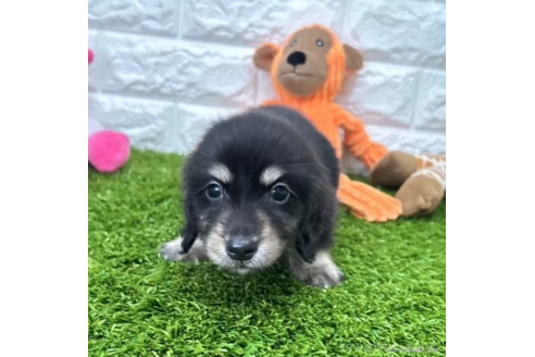 成約済の愛知県のミニチュアダックスフンド(ロングヘアード)-370240