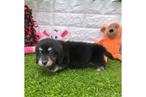 成約済の愛知県のミニチュアダックスフンド(ロングヘアード)-370240の5枚目