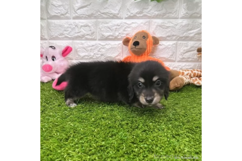 成約済の愛知県のミニチュアダックスフンド(ロングヘアード)-370240の4枚目