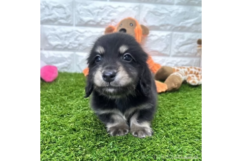 成約済の愛知県のミニチュアダックスフンド(ロングヘアード)-370240の3枚目