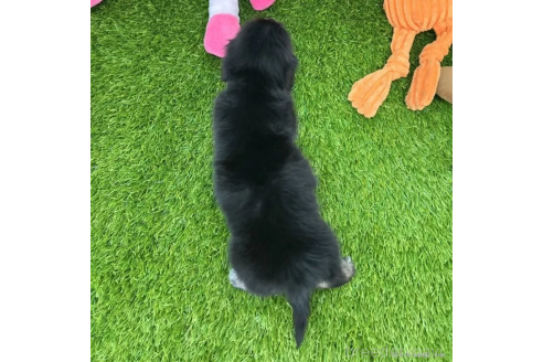 成約済の愛知県のミニチュアダックスフンド(ロングヘアード)-370240の2枚目