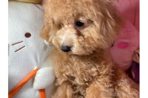 成約済の富山県のトイプードル-327176の3枚目