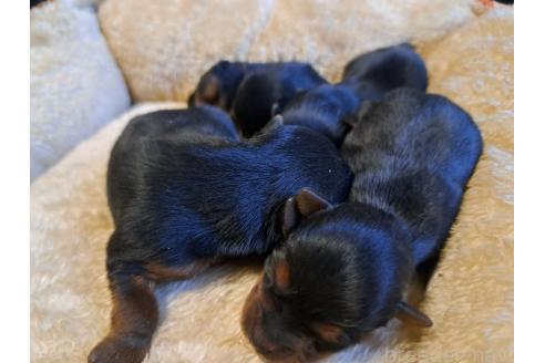 成約済の愛知県のヨークシャーテリア-371448の28枚目
