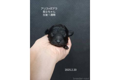 成約済の大阪府のタイニープードル-369925の8枚目