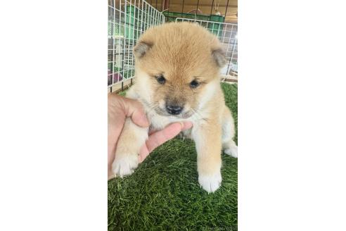 成約済の茨城県の豆柴-371453の3枚目