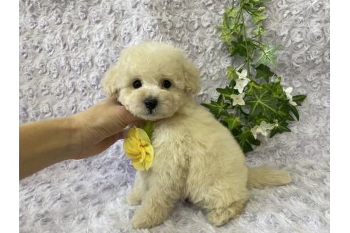 成約済の広島県のトイプードル-371464の3枚目