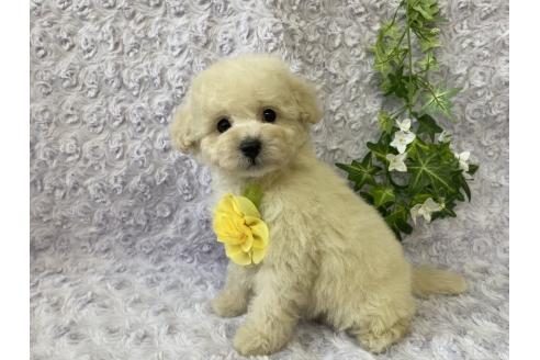 成約済の広島県のトイプードル-371464の2枚目