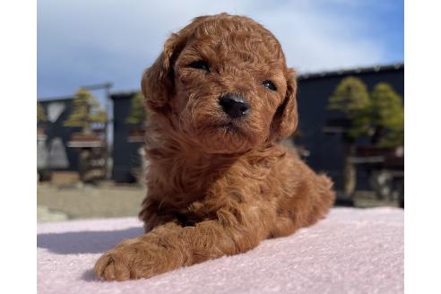 成約済の茨城県のティーカッププードル-371473の6枚目