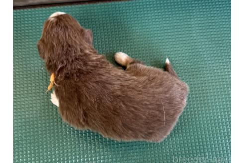 成約済の山梨県のオーストラリアンシェパード-368613の8枚目