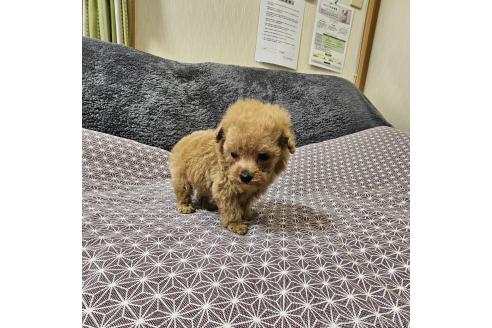 成約済の埼玉県のティーカッププードル-371486の8枚目