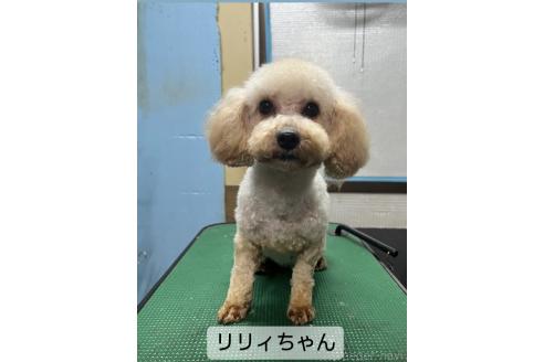 リリィちゃん1枚目