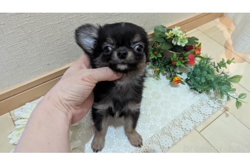 成約済の広島県のチワプー:チワワ×トイプードル-358074の15枚目