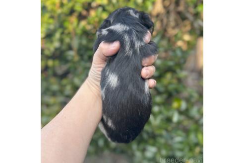 成約済の福岡県のミニチュアダックスフンド(ロングヘアード)-371340の4枚目