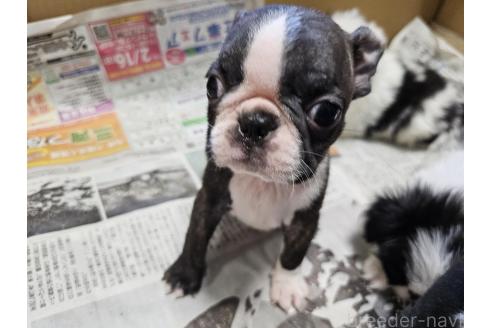 成約済の愛知県のボストンテリア-369230の5枚目