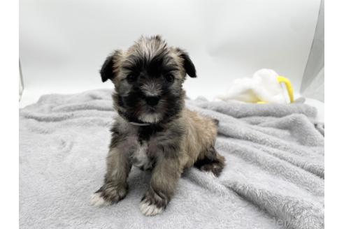 成約済の愛知県のマルシュナ:マルチーズ×ミニチュアシュナウザー-370160の1枚目