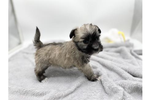 成約済の愛知県のマルシュナ:マルチーズ×ミニチュアシュナウザー-370160の5枚目