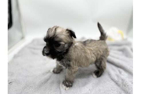 成約済の愛知県のマルシュナ:マルチーズ×ミニチュアシュナウザー-370160の4枚目