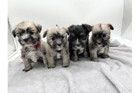 成約済の愛知県のマルシュナ:マルチーズ×ミニチュアシュナウザー-370160の2枚目